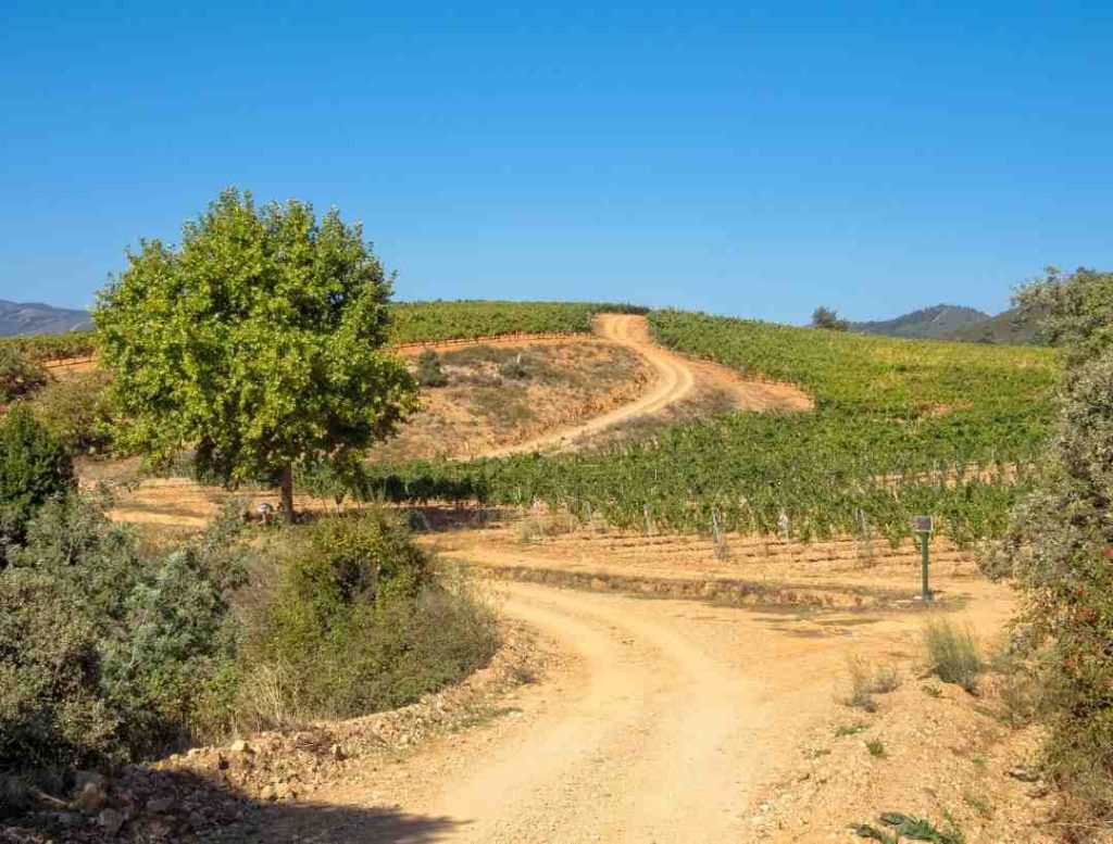 carretera-viñedos-bierzo