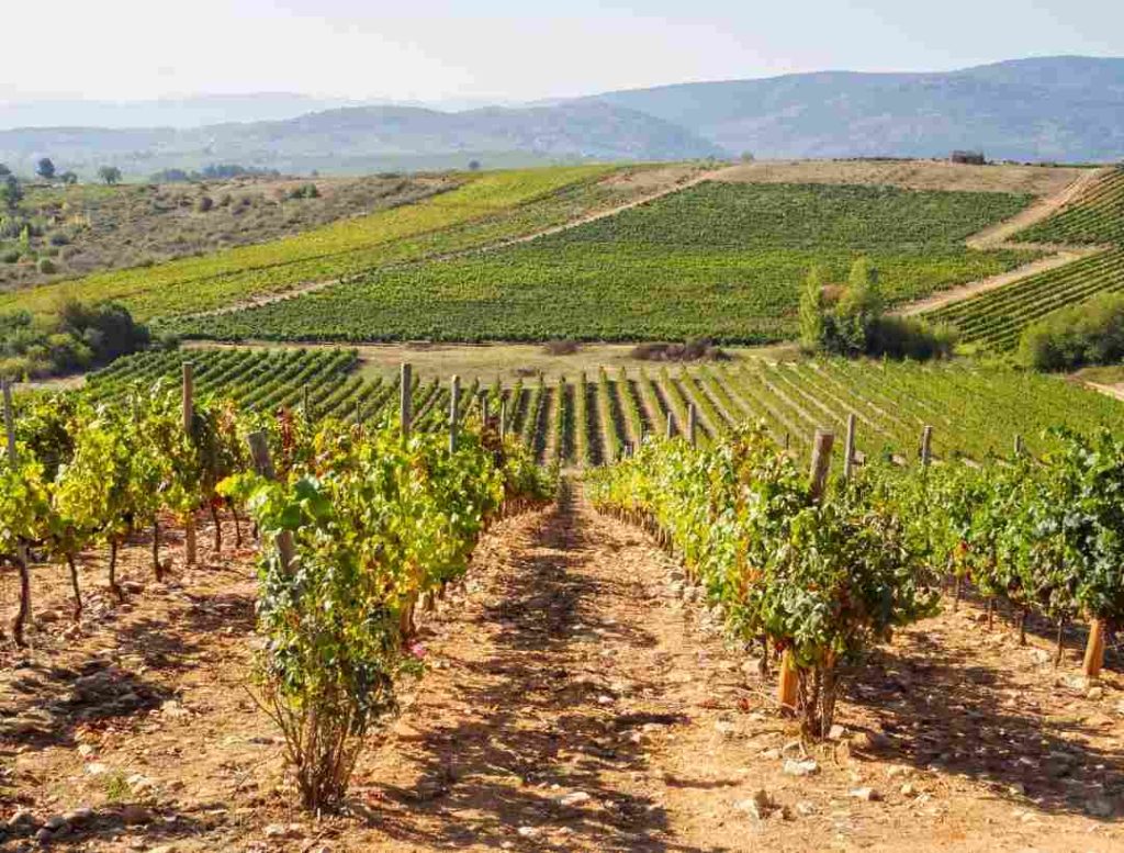 viñedo-suelo-canto-rodao-villafranca