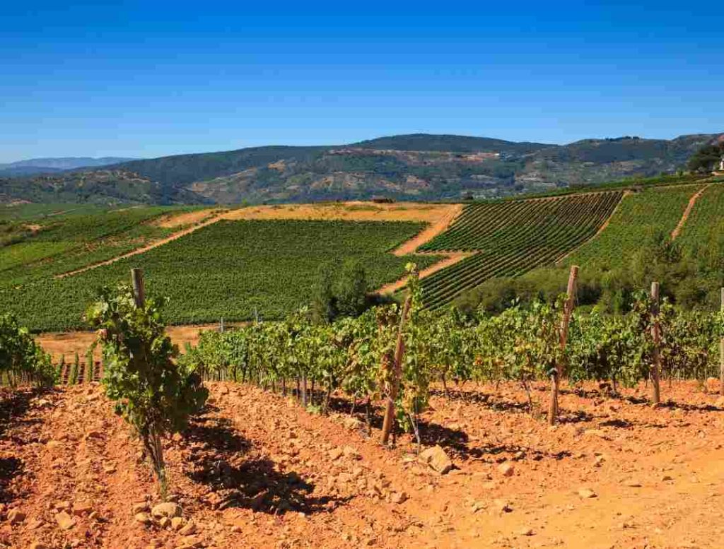 perspectiva-viñedos-suelos