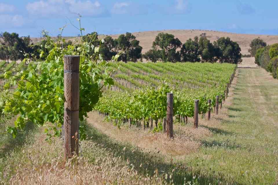 viñedo-australia-vino-biodinamico