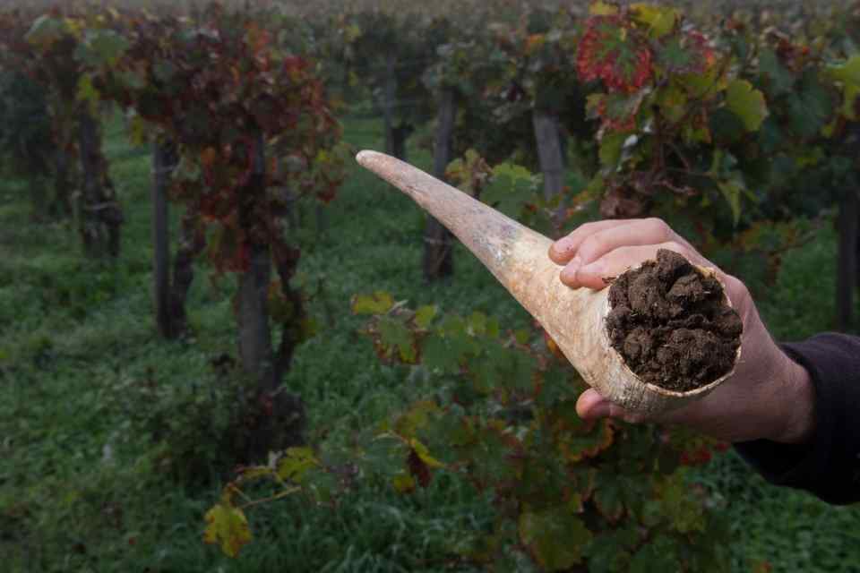 cuerno-vaca-relleno-estiercol