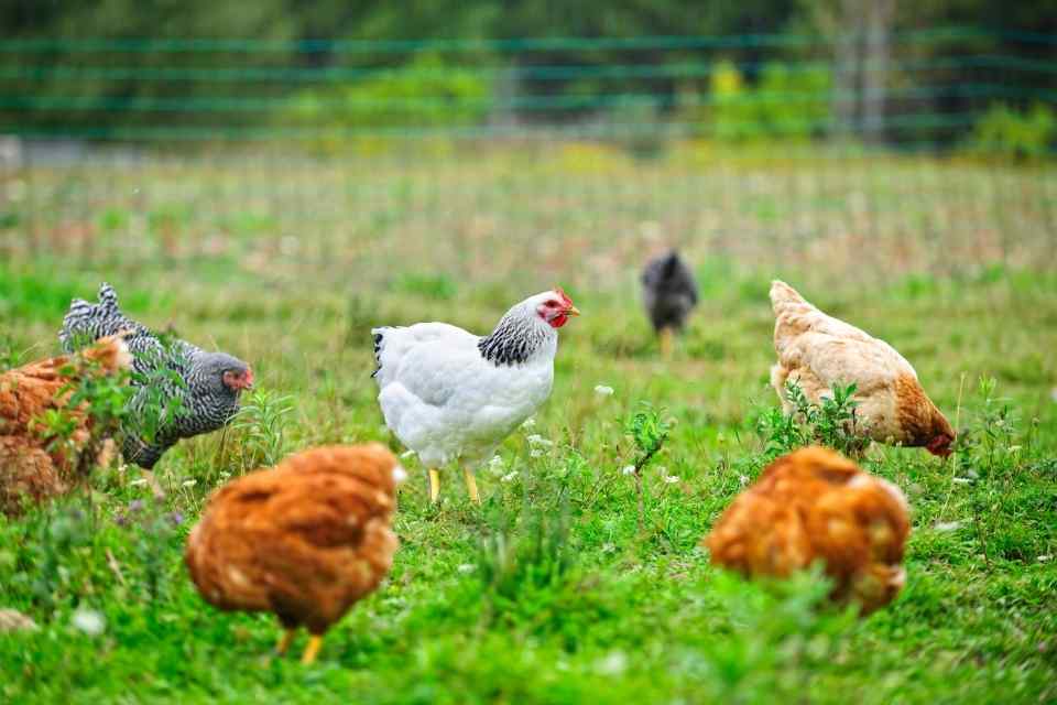 gallinas-aportando-cultivo-biodinamico