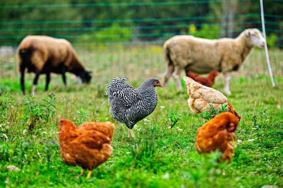 animales-granja-biodinamico