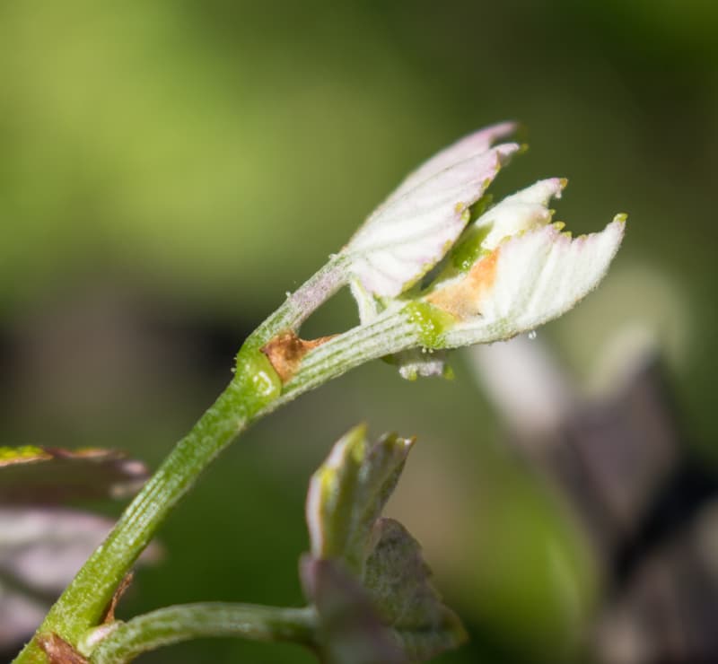 brote-vitis-vinifera