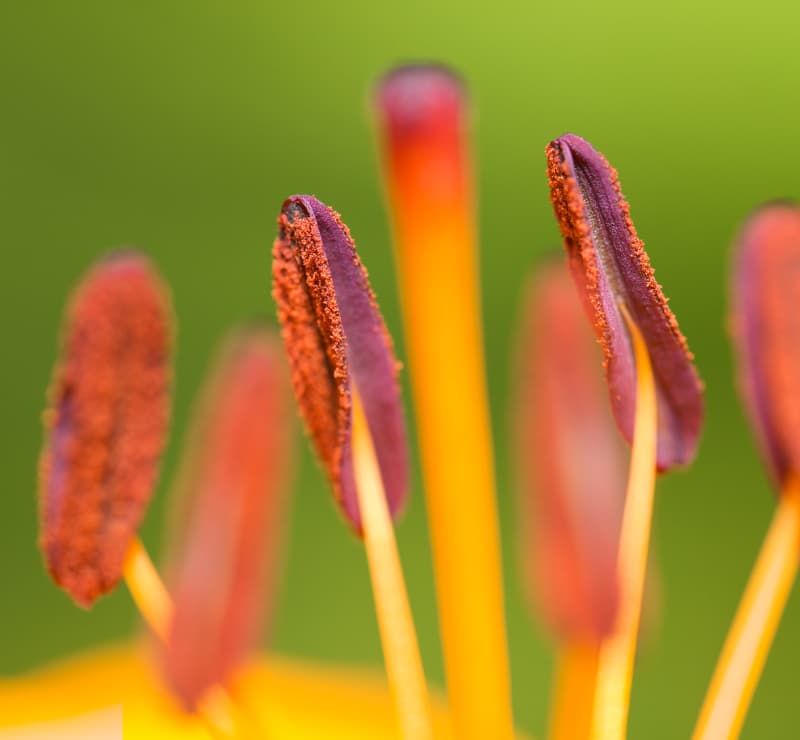 estambres-flor