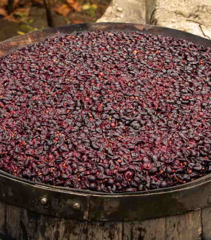 proceso-fermentacion-uva