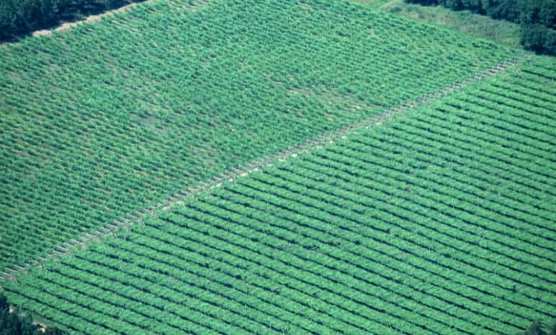 foto-aerea-cultivo-de-uva-albariño