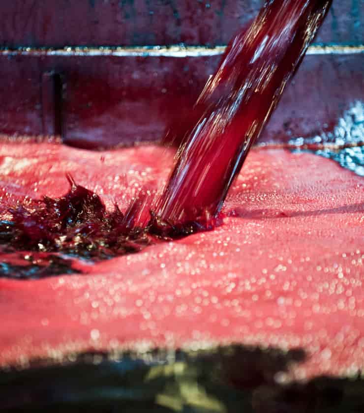 proceso-maceracion-vino