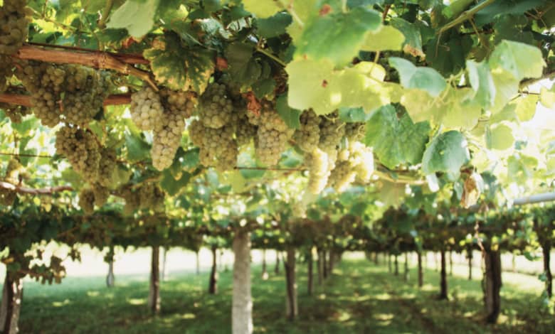 viña-uva-albariño