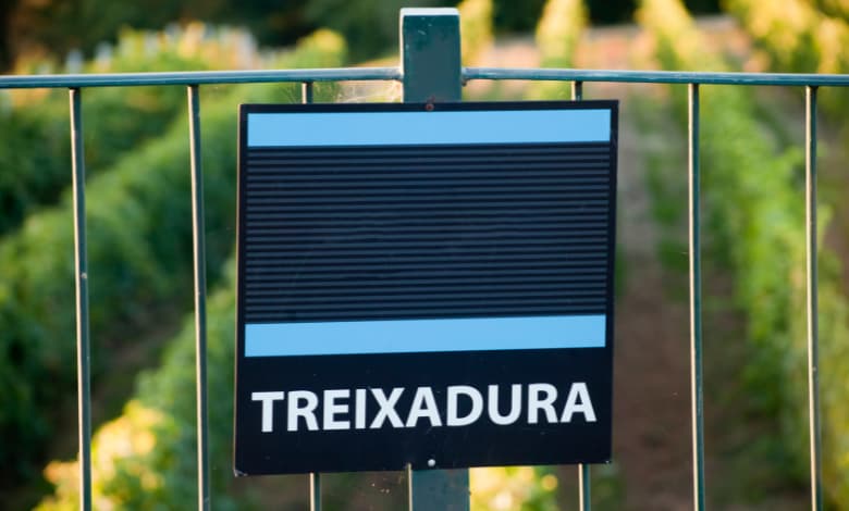 viñedo-treixadura-hileras-atardecer