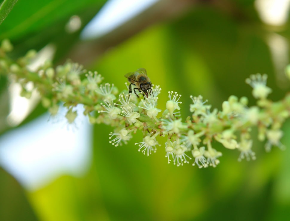 abeja-racimo-polinizacion