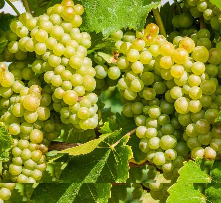 racimos-dona-branca