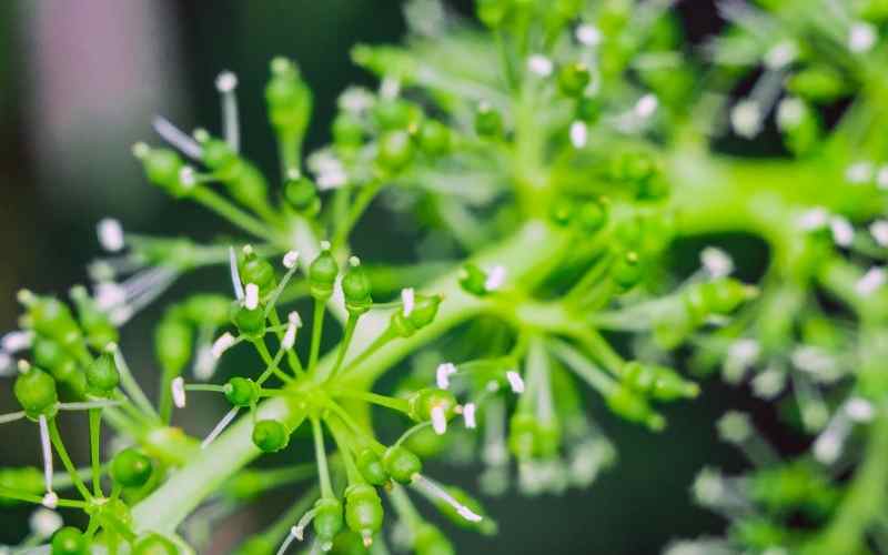 brote-flor-uva