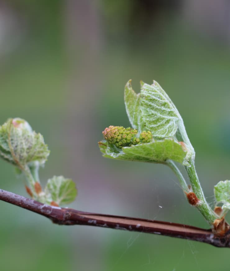 inflorescencia-no-polinizada-en-la-yema-recien-florecida