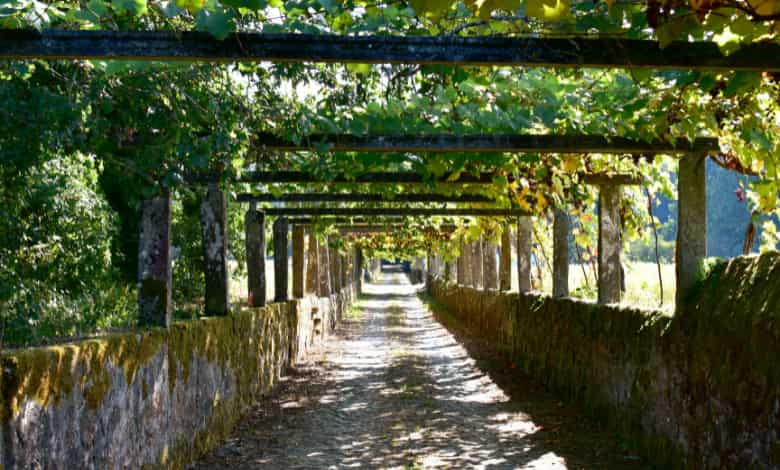 sendero-con-viña-albariño-cambados