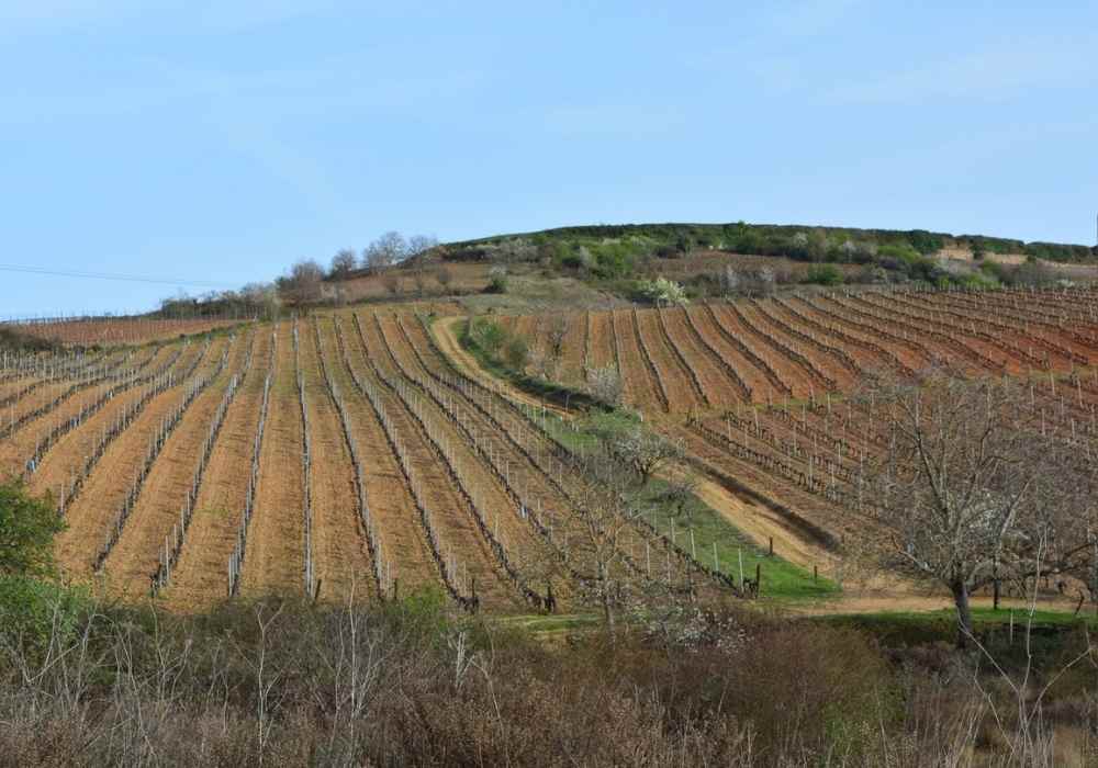 viñedo-plantado-ladera-bodega-losada
