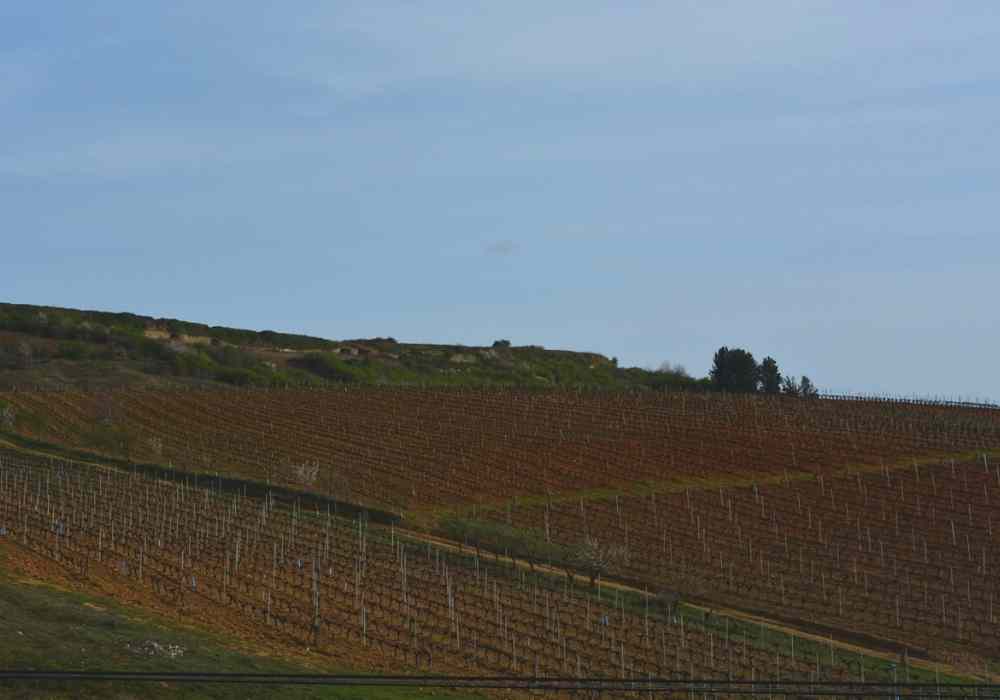 viñedo-bodega-losada