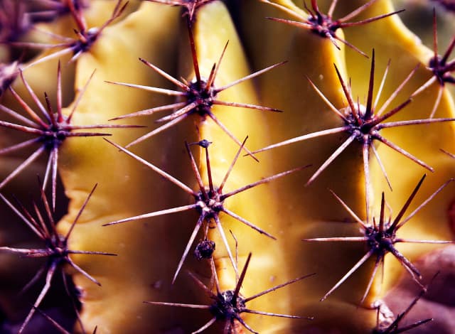 sistema-defensivo-de-una-planta