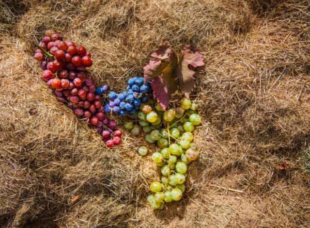 variedades-de-uva