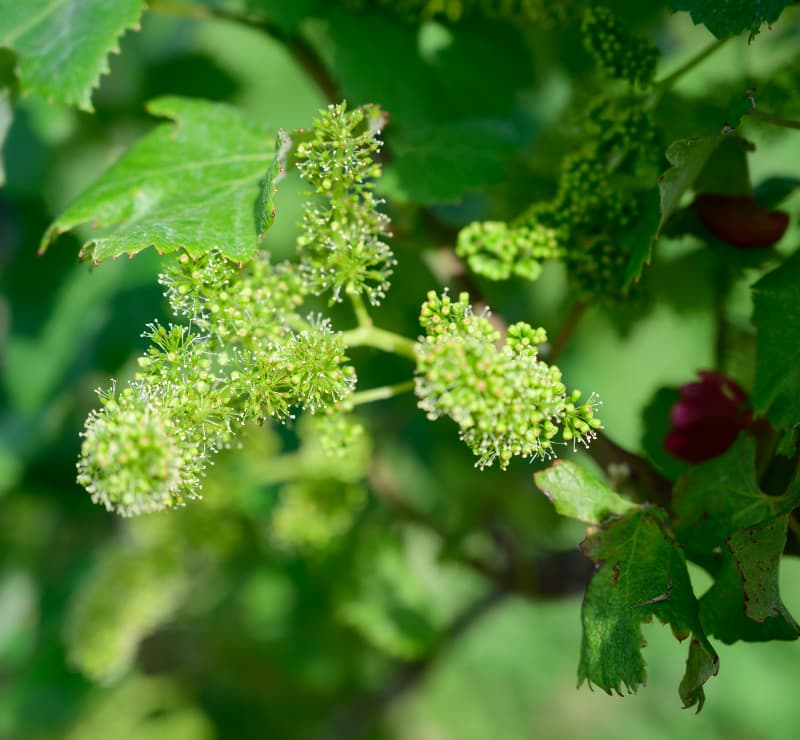floracion-de-racimo-de-uvas