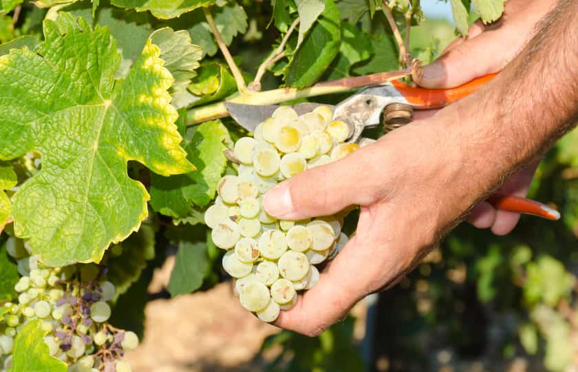manos-cortando-racimo-de-uvas-vendimiar