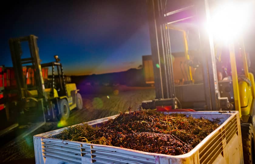 vendimia-nocturna-mecanizada-llevando-jaulas-de-uvas