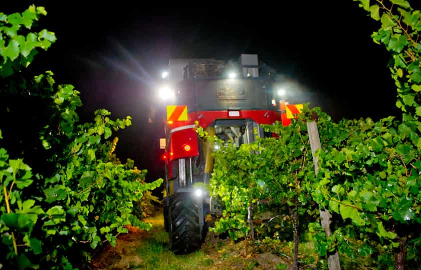 cosechadora-mecanica-vendimiando-por-la-noche