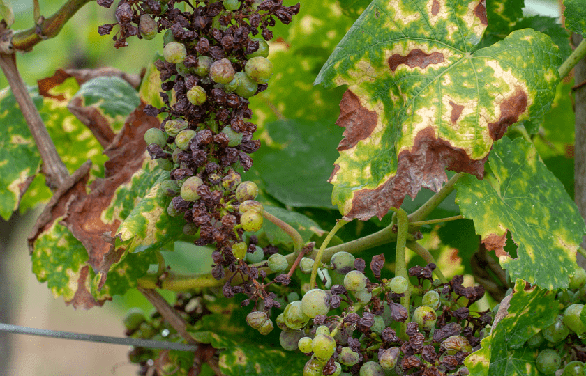 uva-pudricion-negra-de-la-vid-y-del-fruto-causada-por-un-hongo