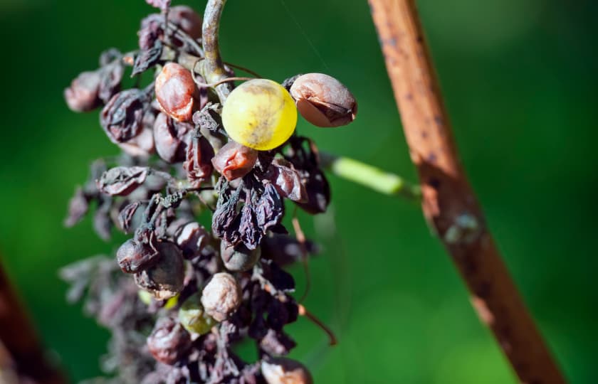 fotografia-racimo-atacado-podredumbre-negra