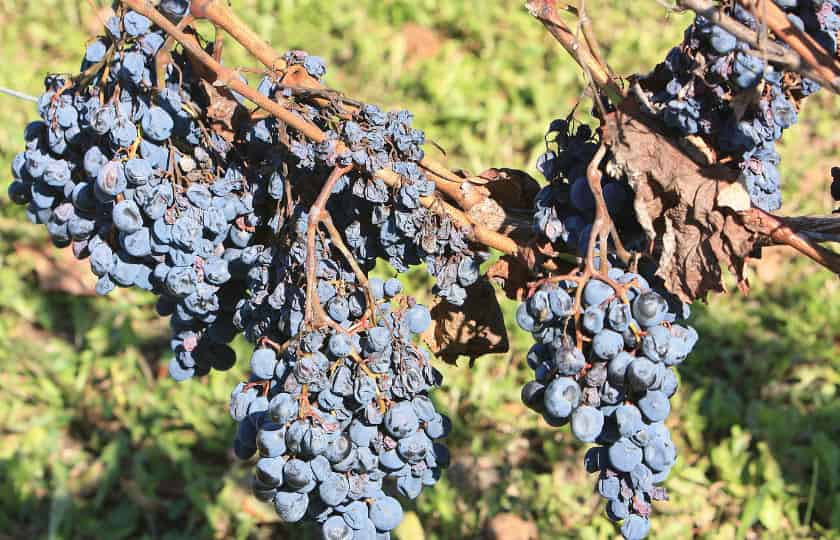 momificacion-racimos-repletos-uva-roja