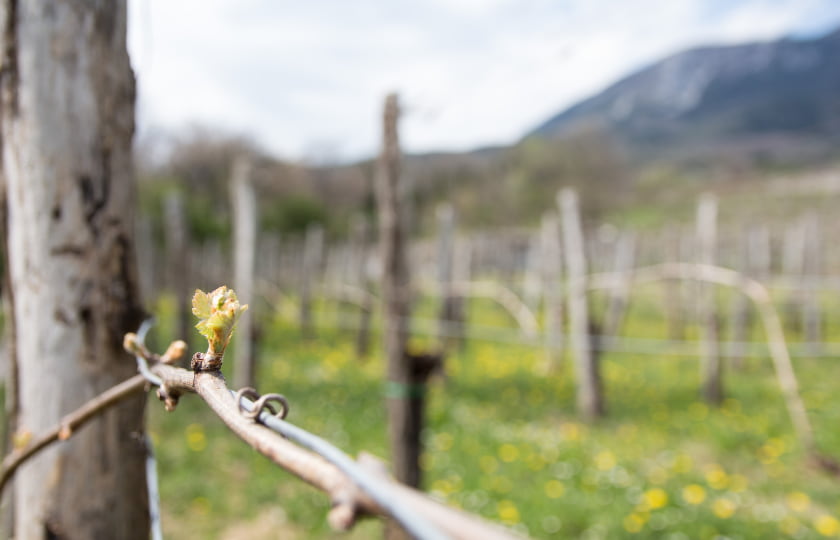 primer-brote-o-desborre-primavera-en-sarmiento