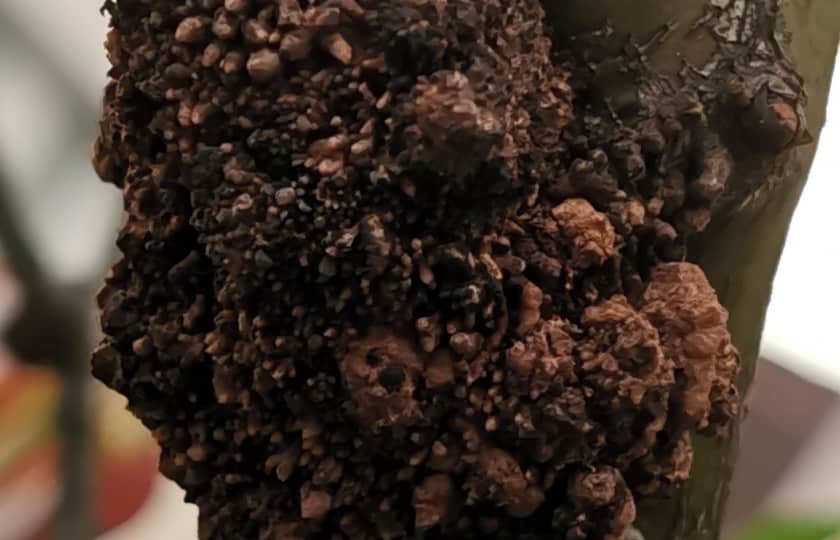 primer-plano-de-enfermedad-agrobacterium-tallo