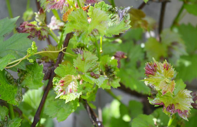 inicio-en-hojas-antracnosis-manchas-luego-pequeños-agujeros