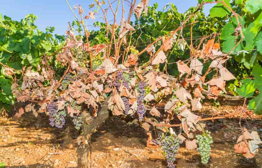 daño-severo-cepa-seca-mildiu