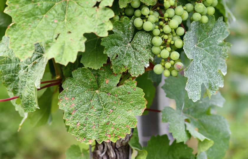 hojas-cepa-cubiertas-polvillo-blanco-mildiu