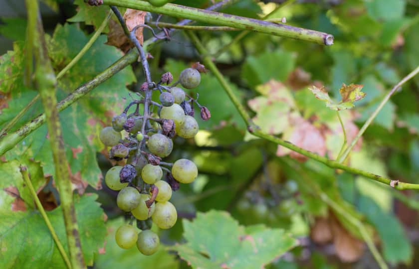 primer-plano-daño-uvas-racimo-por-plasmopara-viticola