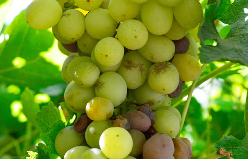 fotografia-racimo-empezando-hongo-botritis