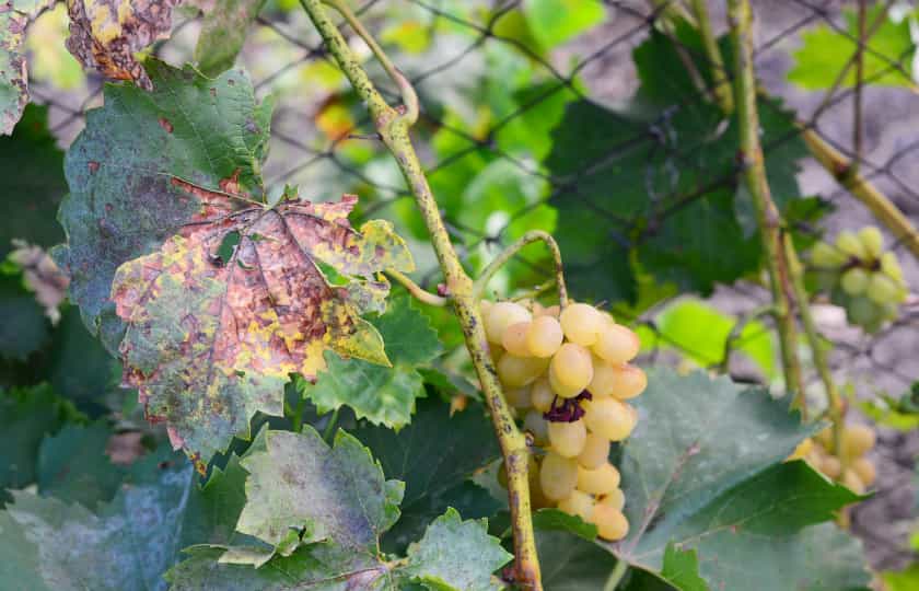 hojas-uvas-afectadas-hongo