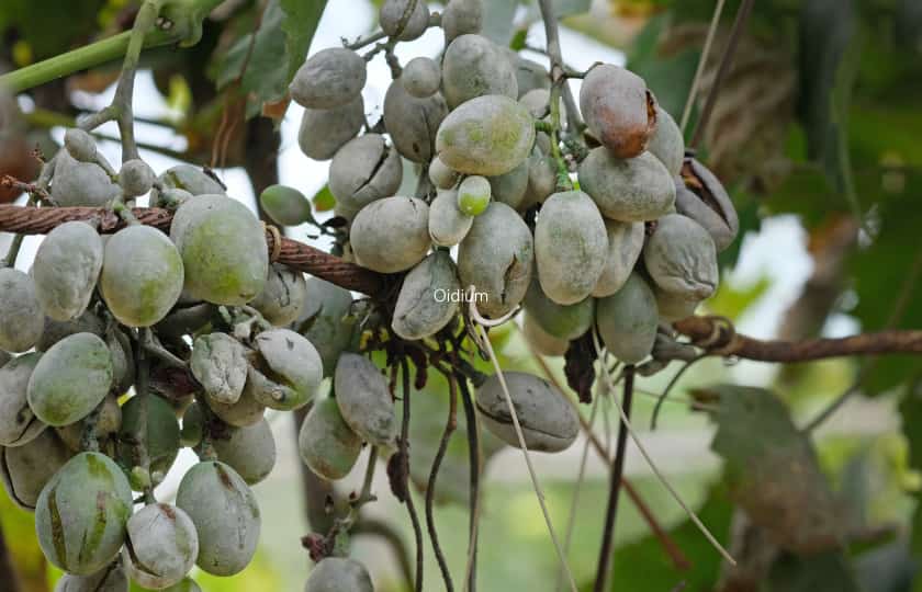 infeccion-severa-uvas-oidio