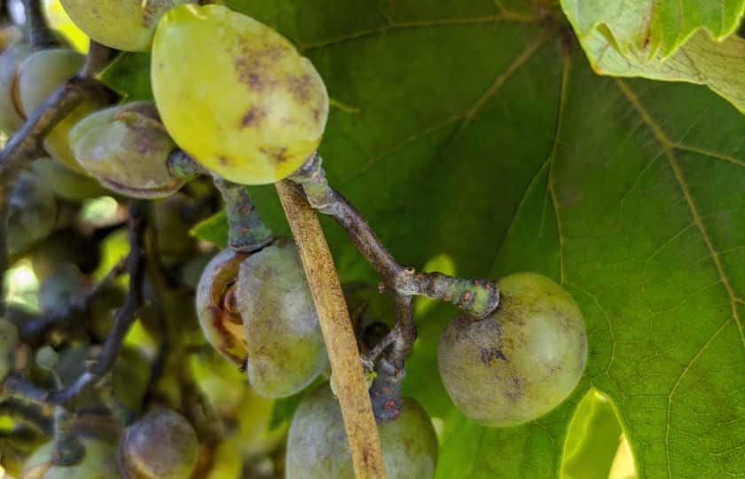 uvas-afectadas-primer-plano-por-uncinula-necator