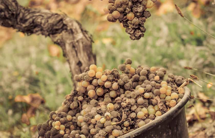 caldero-lleno-uvas-afectadas-podredumbre-negra