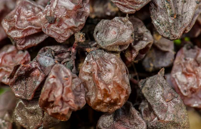 uvas-de-vino-con-moho-botrytis-sauternes