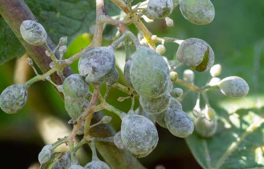 uvas-con-polvillo-blanco-ceniciento-del-mildiu