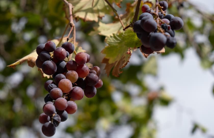 uvas-rojas-podridas-infectadas-con-botrytis-en-la-vid