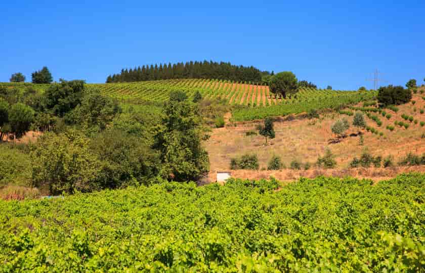 viñedo-en-suelo-arcilloso-villafranca