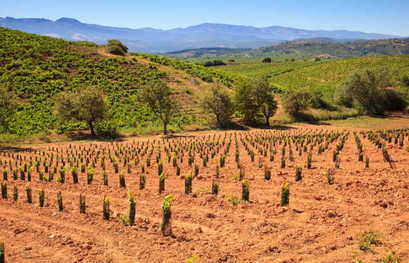 plantacion-nuevo-viñedo-suelo-arcilloso-villafranca