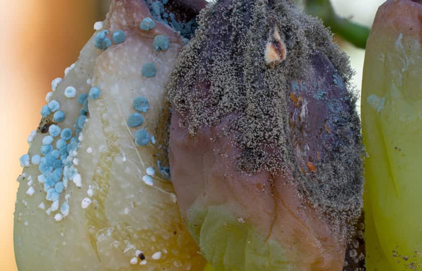 primer-plano-uvas-podridas-hongo-botritis