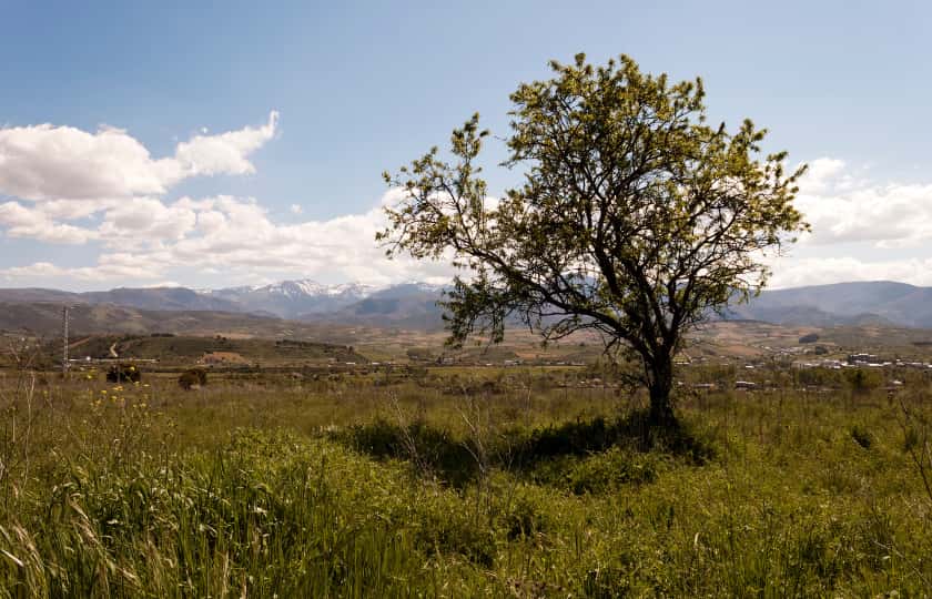 llanura-y-arbol-con-cordillera-berciana-al-fondo