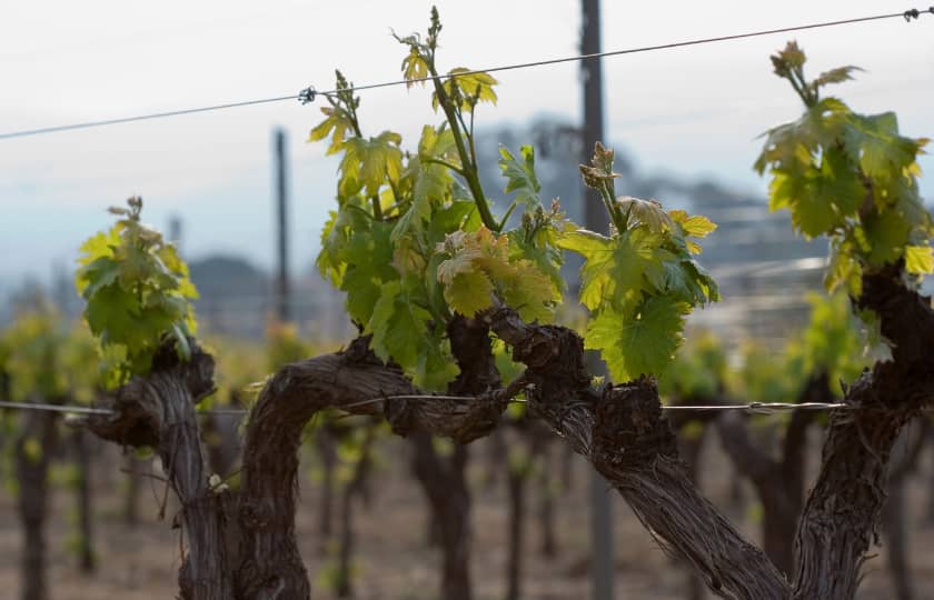 primer-plano-cepas-espaldera-sanas-primavera