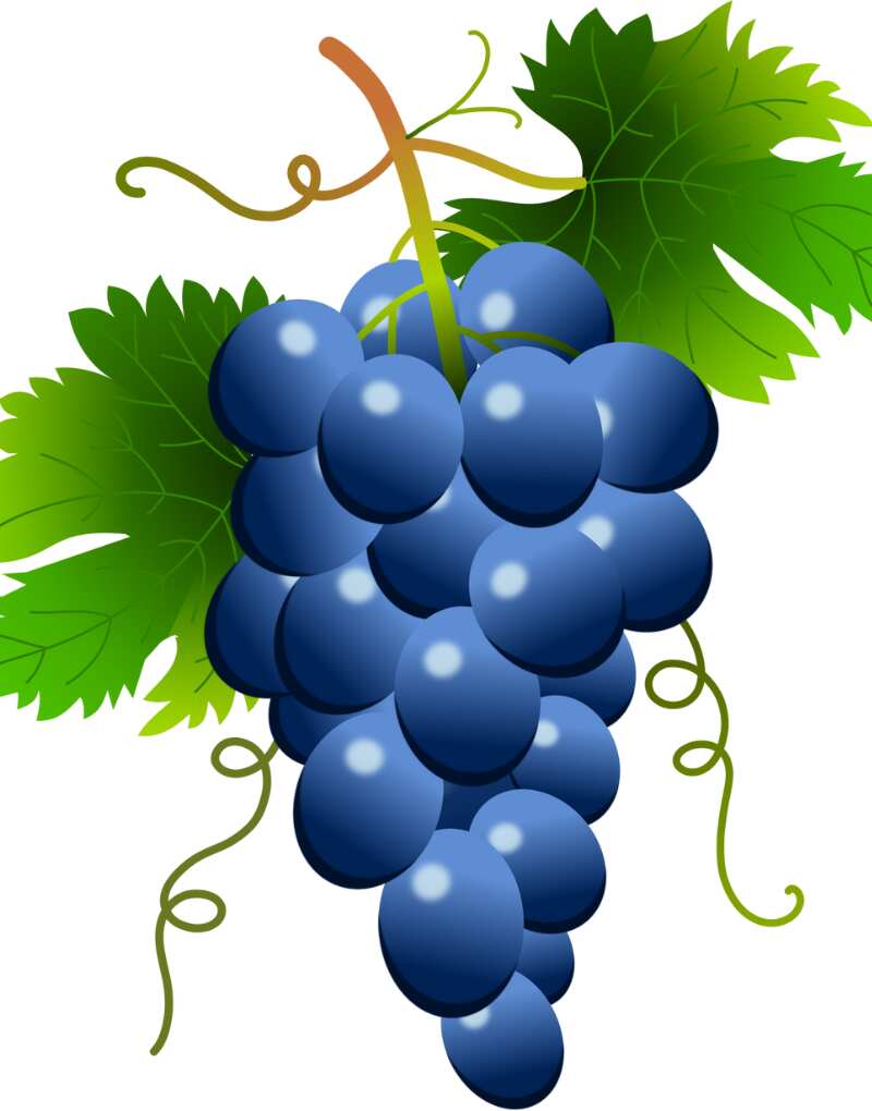 uva-tono-azul-violáceo en-las-variedades-tintas